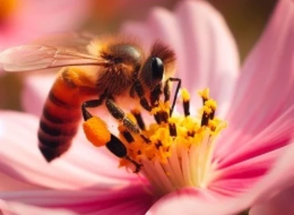 Скільки живе бджола?