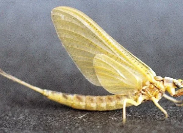 Скільки живе муха?