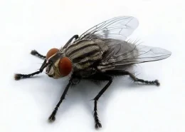 Скільки живе муха?