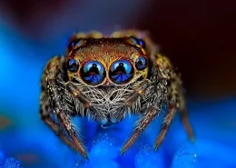 Скільки очей у павука?