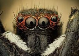 Скільки лапок у павука?