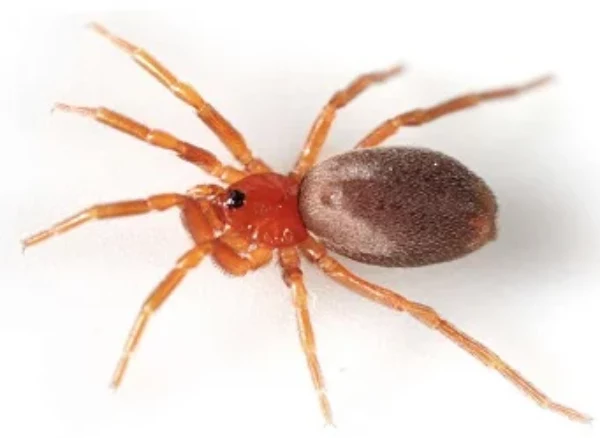 Скільки очей у павука?