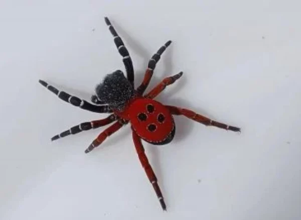 Скільки лапок у павука?