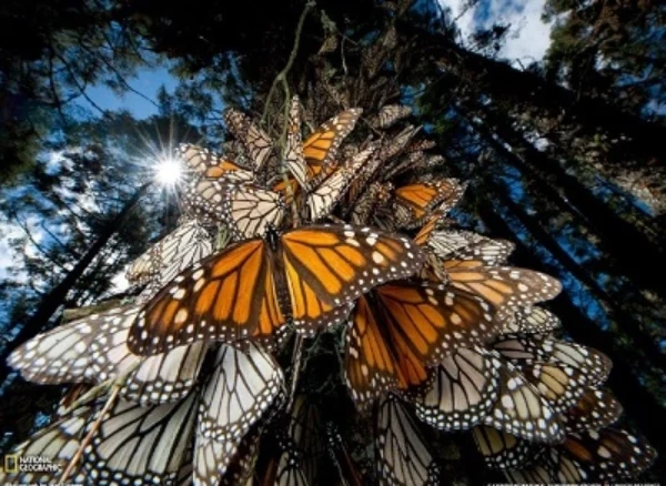 Скільки живе метелик?